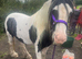 Gorgeous chunky cob
