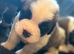Beautiful Saint Bernard puppies