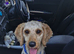 Benji for sale