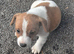 Jack russles puppies Loving for ever Home
