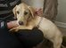 Labrador girl pup (willow)