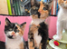 Ginger and Calico Kittens for Sale
