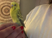 Beautiful hand tame hen