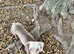 Grey Dachshund Male