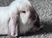 Dwarf lop