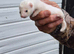 Pure micro ferret hob