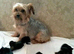 Girl yorkipoo