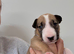 Quality bull terrier puppy’s
