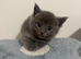 Ragdoll Cross x BSH/Scottish Fold Kitten