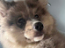 Adorable male puppy chow chow /husky