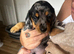 2 x dapple miniature dachshunds