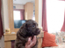 Cocker spaniels last two females