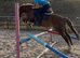Beautiful 15hh Mare Dressage/Shp/pony club