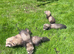 Only 4 Brown Ferrets Left