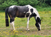 15.3 Warmblood x New forester
