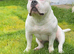 American bully