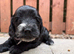 Beautiful F1 Cockapoo Puppies