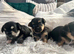 Beautiful Chorkie Puppies