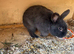 Mini lop buck 1 year old