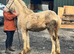 Sec d x Clydesdale perlino colt foal