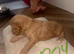 Beautiful cockapoo puppies for sale