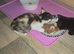 Ragdoll crossed Calico kitten