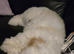 Cavapoochon for sale
