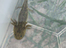 Baby axolotls for s
