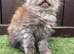 Main Coon x Siberian Forest Cat