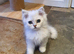 Beautiful Pedigree Chinchilla Persian Kitten.
