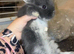 Baby bunnies