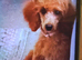Kc registered miniature poodle, female,5mnths 2weeks old, needs caring,loving home,due to health reasons.