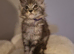 Last 2 girls left Beautiful black silver tabby mainecoon kittens