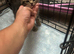 3 kittens for sale
