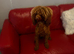 Adult 14mth fox red miniature poodle