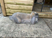 Blue Tort French Lop Doe
