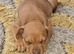 Staffy x puppy