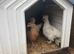 Section of pullets