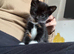 10 week old kitten