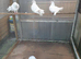 Fantail pigeons