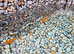 Young koi