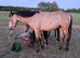 Registered buckskin gelding will be over height