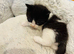 Half British short hair kittens