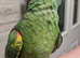 Hand Reared Baby Amazon Parrots