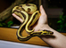 Lots of reptiles for Rehome!