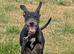 Lurcher