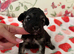 Extensively Health Tested kc toy poodle puppies