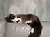 2x Ragdoll females for sale
