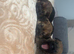 3 border terrier puppies