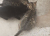 Bengal X KITTENS 2 Boys 2 Girls Ready Now